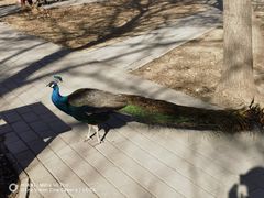 -北京麋鹿生态实验中心