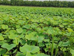 -荷塘月色湿地公园·向阳花洲