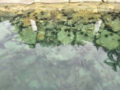 -东姑阿都拉曼海洋公园