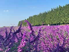 -嘉北郊野公园