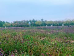 -武清南湖绿博园