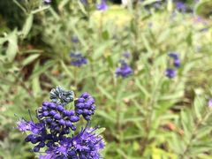 -墨尔本皇家植物园
