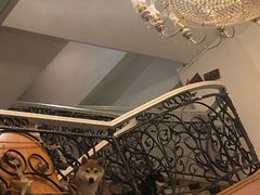 -喜柴咖啡·柴犬狗咖