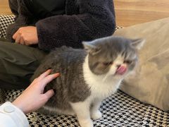 -滚猫咖啡·猫咖·猫友好撸猫(未来城店)
