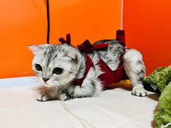 -瑞派福兴宠物医院犬猫全科·骨科·中西医结合(河东店)