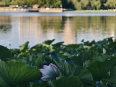 -莲花池公园