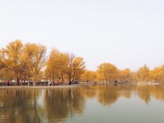 -金塔沙漠胡杨林景区