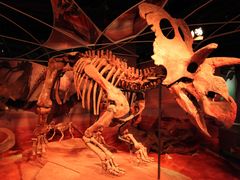 -正佳自然科学博物馆