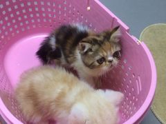 -爱侣宠医·鹦鹉专科·小型哺乳类·异宠专科(灵石路店)