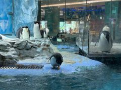 -帝企鹅自助餐厅•儿童岛•真企鹅(长隆企鹅酒店)