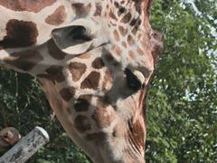 -合肥野生动物园