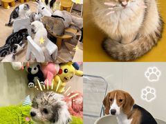 -有喵·猫咖·狗咖·30几只猫10只小狗(岗厦店)