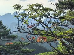 -黄山风景区
