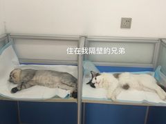 -灵美宠物诊所