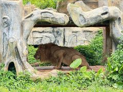 -海南热带野生动植物园
