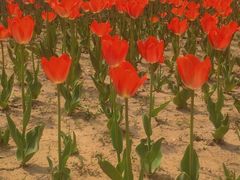 -商丘古城-应天书院