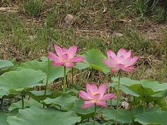 -天津东丽湖风景区