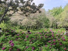 -洛阳市隋唐城遗址植物园