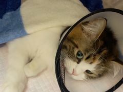 -瑞派康怡24h宠物医院·犬猫医疗中心·微创绝育(瑞景分院)