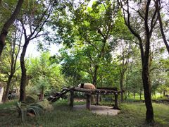 -都江堰中华大熊猫苑
