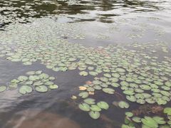 -西昌邛海湿地
