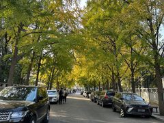 -三里屯东五街银杏大道