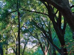 -上海佘山国家森林公园天马山园