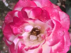 -松山湖梦幻百花洲