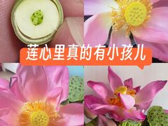 -白洋淀景区