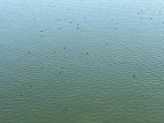 -上海滴水湖皇冠假日酒店