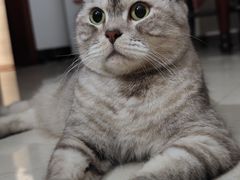 -瑞派先诺宠物医院•猫专科•普外科•中兽医(佛山院)