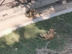 -深圳野生动物园