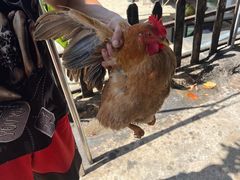 -涠洲岛香蕉鸡