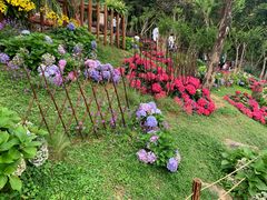 -深圳仙湖植物园