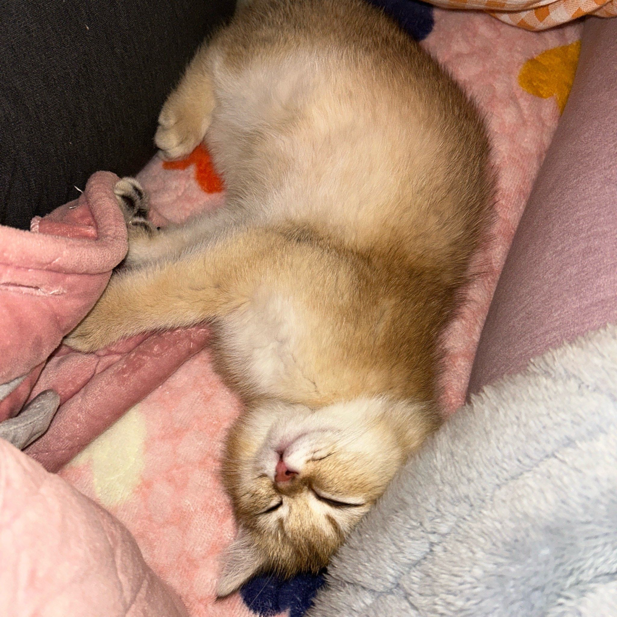 小猫床上呼呼大睡
