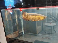-翟韵茶咖棋牌