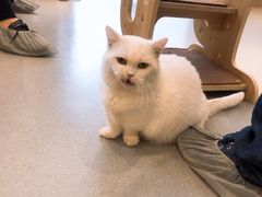 -飞行喵MR PILOT|猫舍·猫咖(静安大融城店)