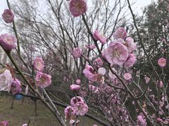 -同里国家湿地公园