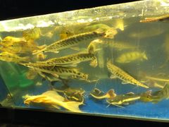 -中环花鸟鱼虫市场