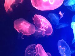 -成都浩海立方海洋公园