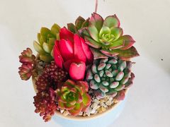 -南汇花鸟市场(上海浦东新花卉店)