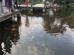 -西湖外事游船(花港观鱼码头)