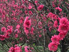 -南国桃园旅游度假区