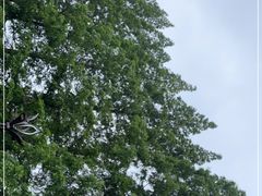 -黄海国家森林公园