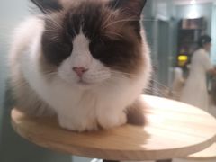 -安格丽娜·狗咖·猫咖羊驼咖(春熙路百盛商场店)