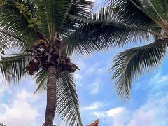 -三亚海棠湾万丽度假酒店