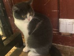 -猫咪博物馆(顶澳仔猫街店)