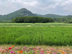 -八卦田遗址公园