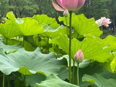-陈家山荷花公园