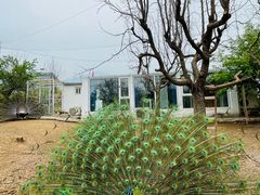 -丽泽山庄·生态怀柔菜·虹鳟鱼(红螺寺店)